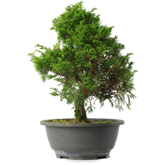Juniperus chinensis Itoigawa, 29,5 cm, ± 15 years old