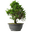 Juniperus chinensis Itoigawa, 29,5 cm, ± 15 jaar oud