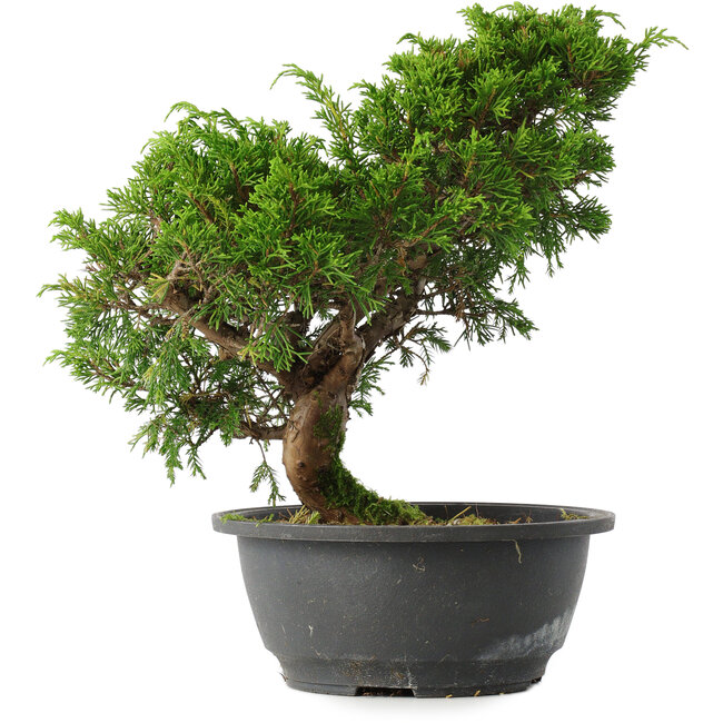 Juniperus chinensis Itoigawa, 27 cm, ± 15 anni