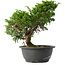Juniperus chinensis Itoigawa, 27 cm, ± 15 jaar oud