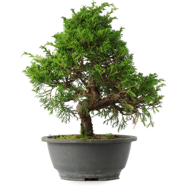Juniperus chinensis Itoigawa, 29,5 cm, ± 15 jaar oud