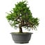 Juniperus chinensis Itoigawa, 29,5 cm, ± 15 anni