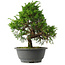 Juniperus chinensis Itoigawa, 29,5 cm, ± 15 jaar oud