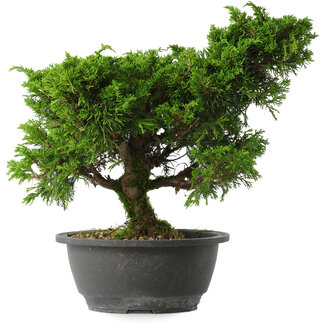 Juniperus chinensis Itoigawa, 28,5 cm, ± 15 jaar oud