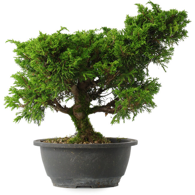 Juniperus chinensis Itoigawa, 28,5 cm, ± 15 jaar oud