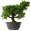 Juniperus chinensis Itoigawa, 28,5 cm, ± 15 jaar oud