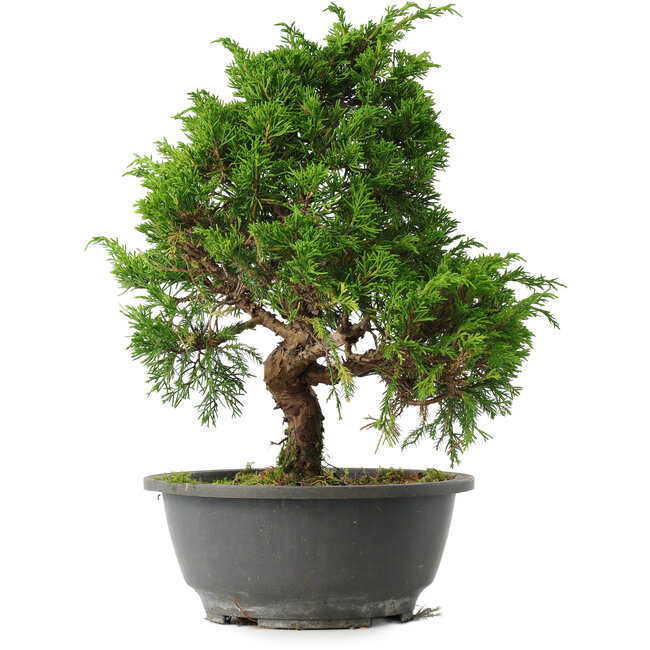 Juniperus chinensis Itoigawa, 29,5 cm, ± 15 years old