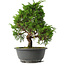 Juniperus chinensis Itoigawa, 29,5 cm, ± 15 jaar oud