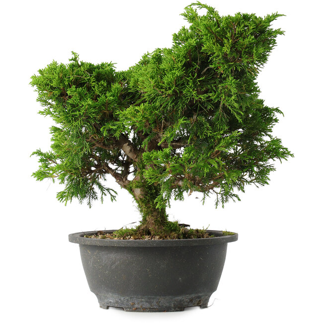 Juniperus chinensis Itoigawa, 28,5 cm, ± 15 years old