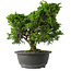 Juniperus chinensis Itoigawa, 28,5 cm, ± 15 jaar oud