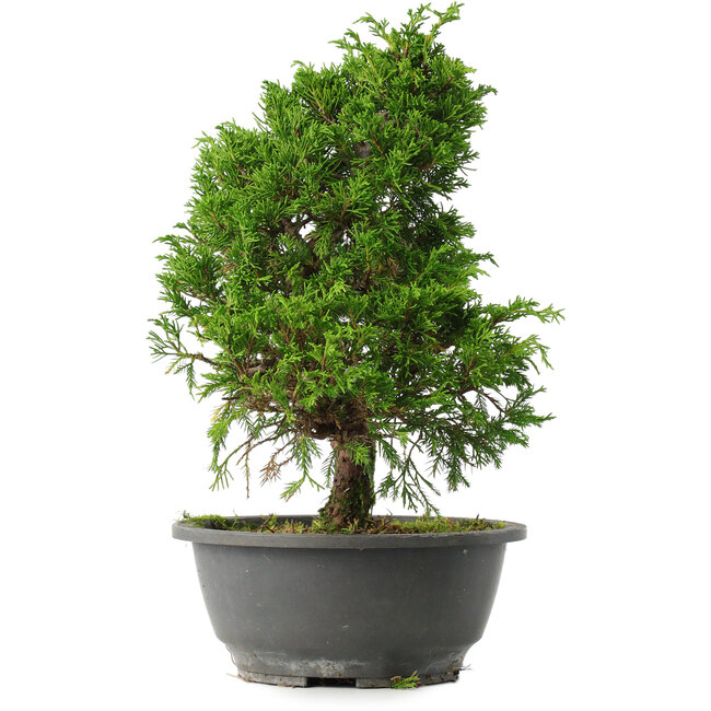 Juniperus chinensis Itoigawa, 29,5 cm, ± 15 jaar oud