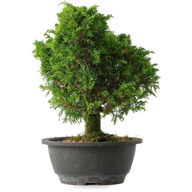 Juniperus chinensis Itoigawa, 28,5 cm, ± 15 years old