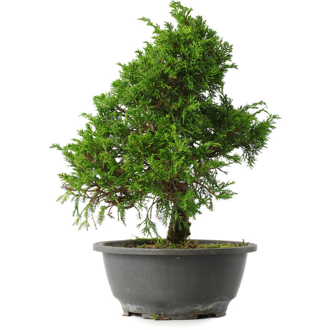 Juniperus chinensis Itoigawa, 29,5 cm, ± 15 years old