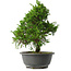 Juniperus chinensis Itoigawa, 29,5 cm, ± 15 jaar oud