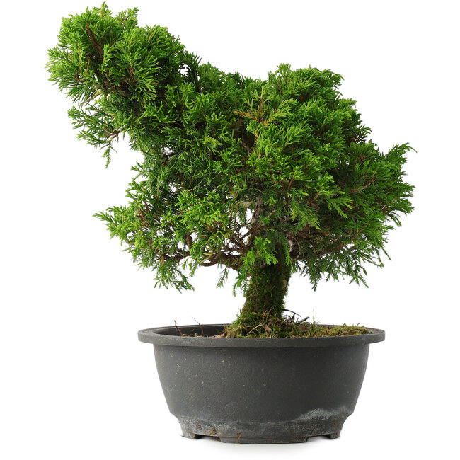 Juniperus chinensis Itoigawa, 28,5 cm, ± 15 years old