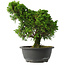 Juniperus chinensis Itoigawa, 28,5 cm, ± 15 jaar oud