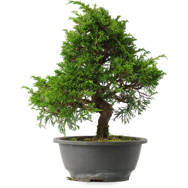 Juniperus chinensis Itoigawa, 29,5 cm, ± 15 ans