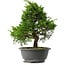 Juniperus chinensis Itoigawa, 29,5 cm, ± 15 anni