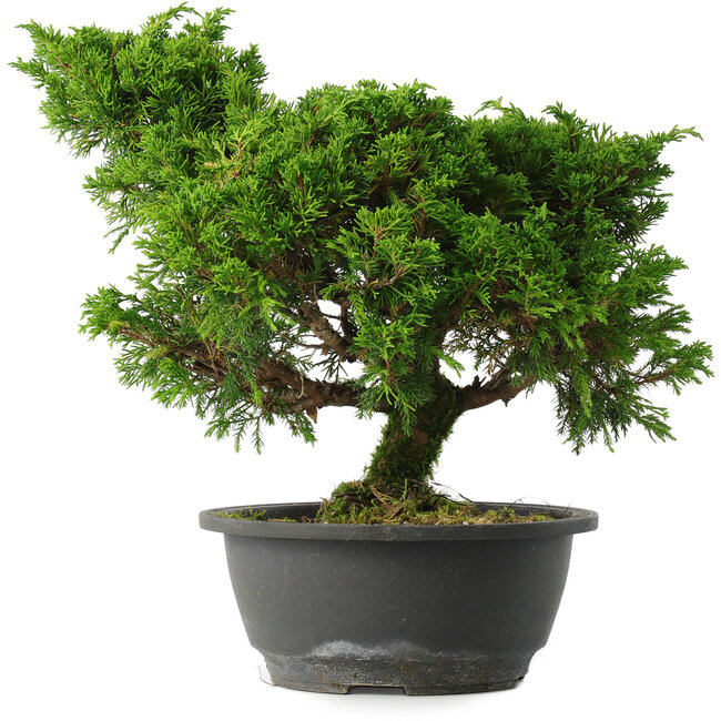 Juniperus chinensis Itoigawa, 28,5 cm, ± 15 ans