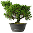 Juniperus chinensis Itoigawa, 28,5 cm, ± 15 jaar oud