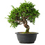 Juniperus chinensis Itoigawa, 27 cm, ± 15 jaar oud