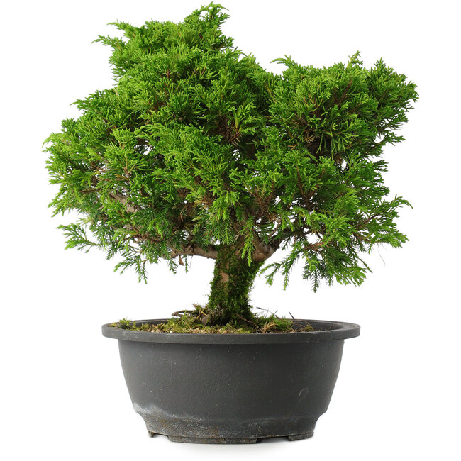 Juniperus chinensis Itoigawa, 28,5 cm, ± 15 years old