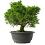 Juniperus chinensis Itoigawa, 28,5 cm, ± 15 jaar oud