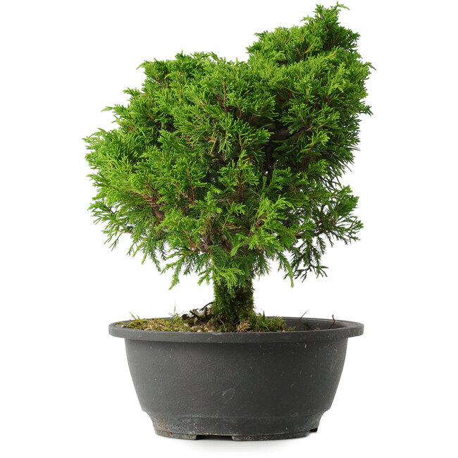 Juniperus chinensis Itoigawa, 28,5 cm, ± 15 ans