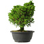 Juniperus chinensis Itoigawa, 28,5 cm, ± 15 jaar oud