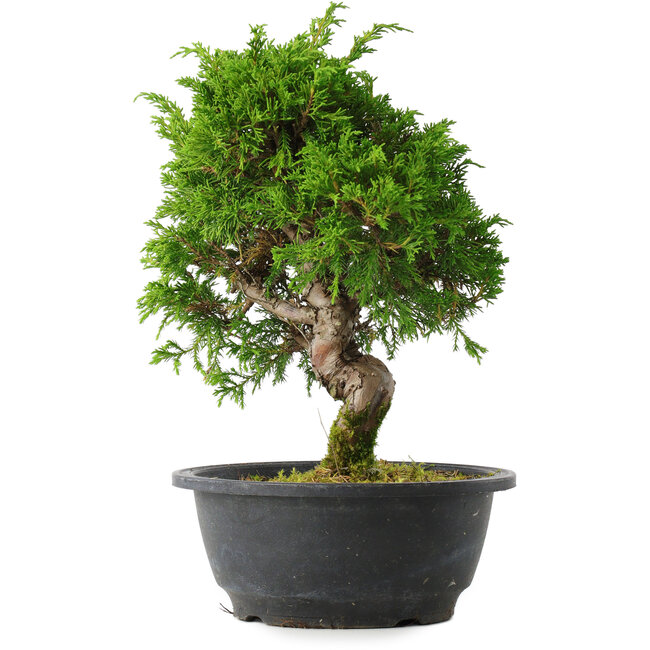 Juniperus chinensis Itoigawa, 27 cm, ± 15 Jahre alt