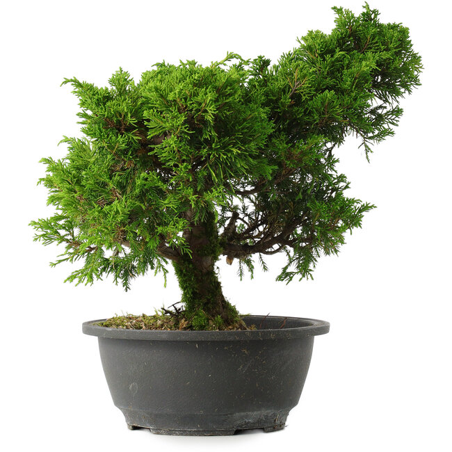 Juniperus chinensis Itoigawa, 28,5 cm, ± 15 years old