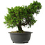 Juniperus chinensis Itoigawa, 28,5 cm, ± 15 jaar oud
