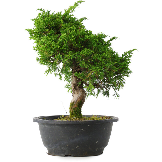Juniperus chinensis Itoigawa, 27 cm, ± 15 ans