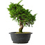 Juniperus chinensis Itoigawa, 27 cm, ± 15 años