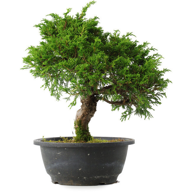 Juniperus chinensis Itoigawa, 27 cm, ± 15 Jahre alt