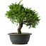 Juniperus chinensis Itoigawa, 27 cm, ± 15 jaar oud