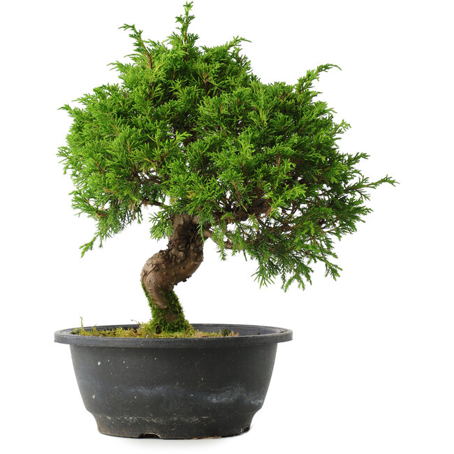 Juniperus chinensis Itoigawa, 27 cm, ± 15 jaar oud