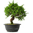 Juniperus chinensis Itoigawa, 27 cm, ± 15 jaar oud