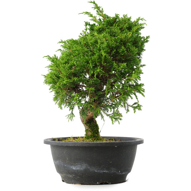 Juniperus chinensis Itoigawa, 27 cm, ± 15 anni