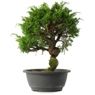 Juniperus chinensis Itoigawa, 30 cm, ± 15 anni