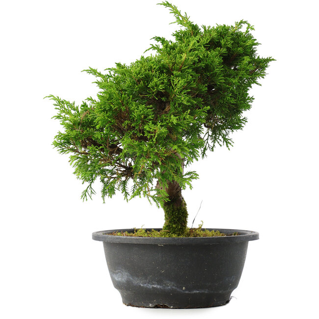 Juniperus chinensis Itoigawa, 27 cm, ± 15 años