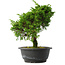Juniperus chinensis Itoigawa, 27 cm, ± 15 años