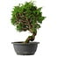 Juniperus chinensis Itoigawa, 30 cm, ± 15 anni