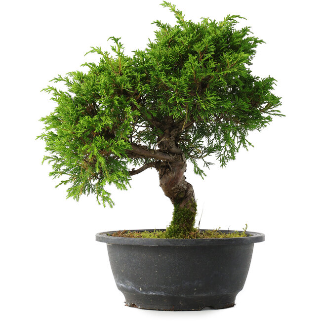 Juniperus chinensis Itoigawa, 27 cm, ± 15 Jahre alt