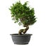 Juniperus chinensis Itoigawa, 30 cm, ± 15 anni