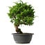 Juniperus chinensis Itoigawa, 30 cm, ± 15 anni