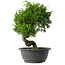 Juniperus chinensis Itoigawa, 30 cm, ± 15 anni