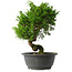 Juniperus chinensis Itoigawa, 30 cm, ± 15 anni