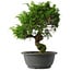 Juniperus chinensis Itoigawa, 30 cm, ± 15 anni