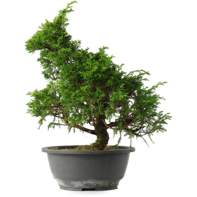 Juniperus chinensis Itoigawa, 30 cm, ± 15 anni